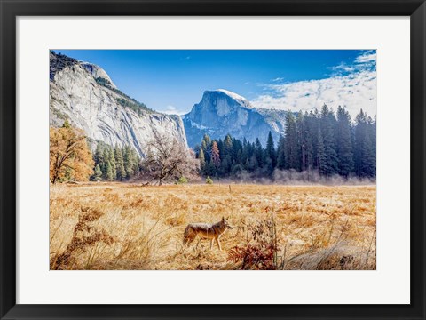 Framed Wild Coyote Print