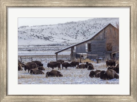 Framed Colorado Buffalo Print