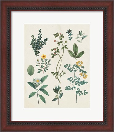 Framed Victorian Garden V Light Print