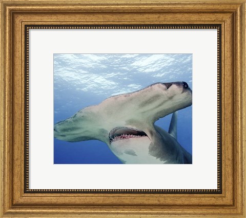 Framed Great Hammerhead Shark With Mouth Open Print