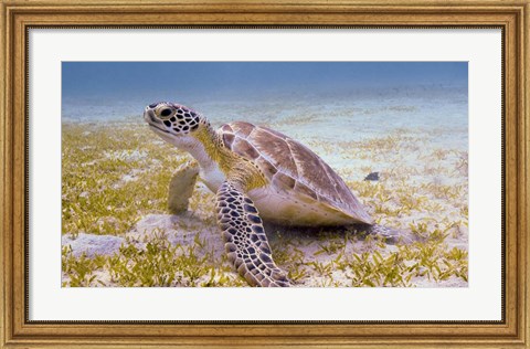 Framed Green Turtle in the Sea Grass Print
