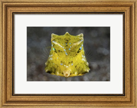 Framed Boxfish Portrait Print