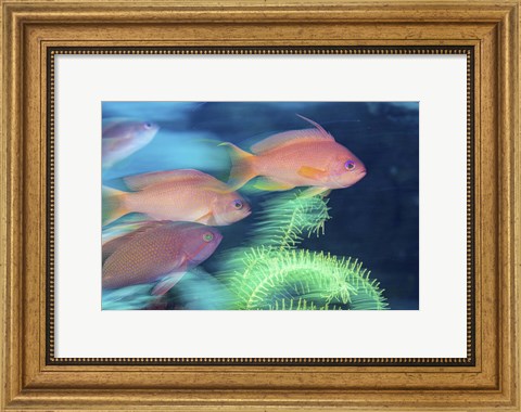 Framed School Of Anthias Darts Around a Coral Reef Print