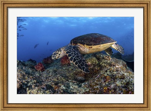 Framed Hawksbill Turtle Glides Over a Reef in Search Of a Meal Print