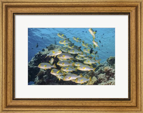 Framed School Of Sweetlip Fish Stacked Up Against a Coral Head Print