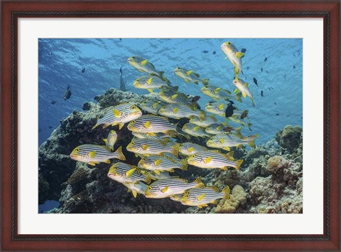 Framed School Of Sweetlip Fish Stacked Up Against a Coral Head Print