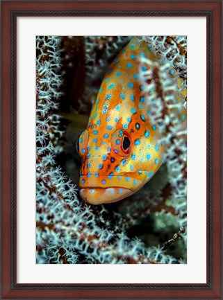 Framed Coral Grouper Peaking Through a Gorgonian Print