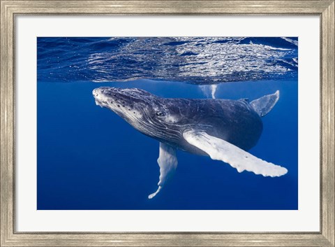 Framed Humpback Whale Calf Playing At the Surface Print