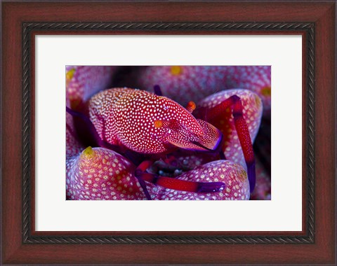 Framed Emperor Shrimp On a Sea Cucumber Print