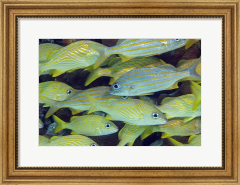 Framed Schooling Smallmouth Grunts Print