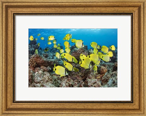 Framed Schooling Milletseed Butterflyfish Print