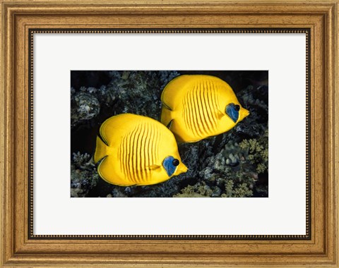 Framed Masked Butterflyfish Print