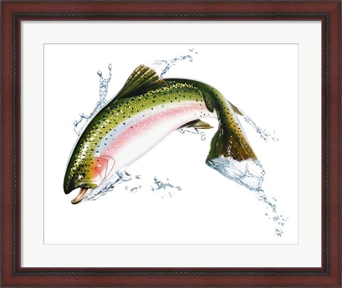 Framed Pink Salmon Jumping Out Of the Water Print