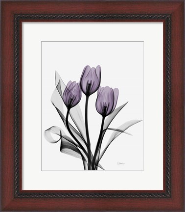 Framed Three Purple Tulips Print