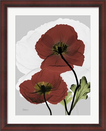 Framed Iceland Poppy Print