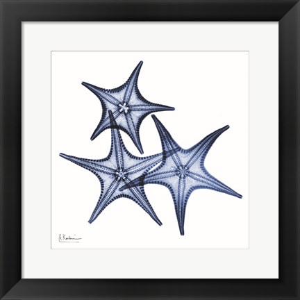 Framed Blue Three Starfish Print