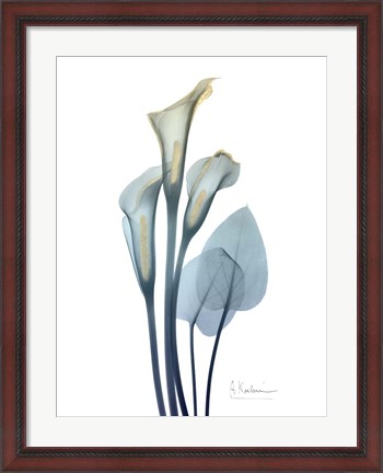 Framed Gold Splash Calla Lily 2 Print