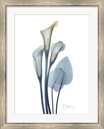 Framed Gold Splash Calla Lily 2 Print