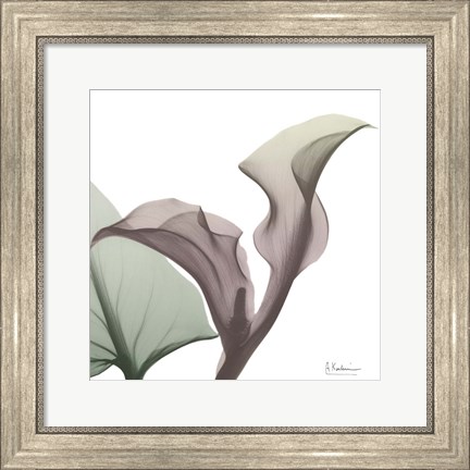 Framed Natural Luster Callaqua Print