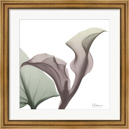 Framed Natural Luster Callaqua Print