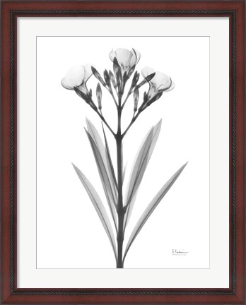 Framed Oleander Print