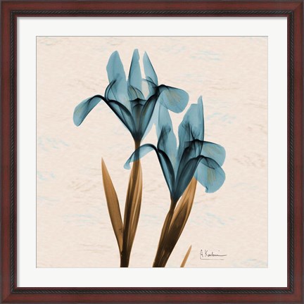 Framed Iris Blue Brown Print