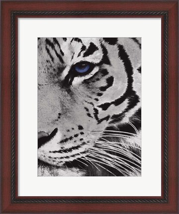 Framed Tiger Purple Eye 2 Print