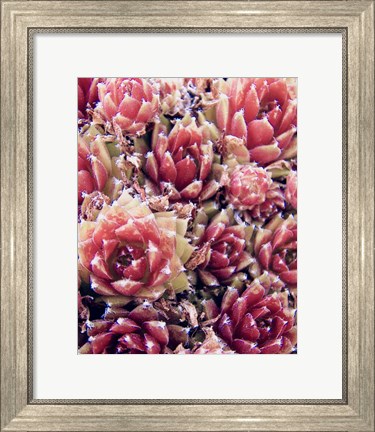 Framed Red Succulents New Born 1 Print