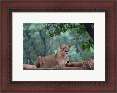 Framed Pride Of Purpose Print