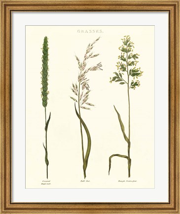 Framed Herbal Botanical Study II Ivory Print