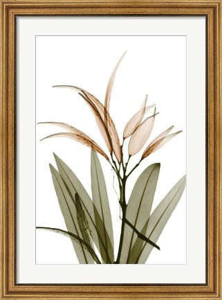 Framed Urban Oleander Seed Pod Print