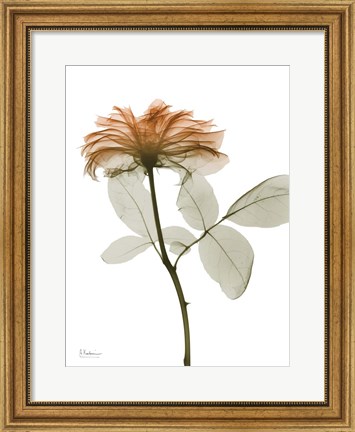 Framed Urban Rose 2 Print