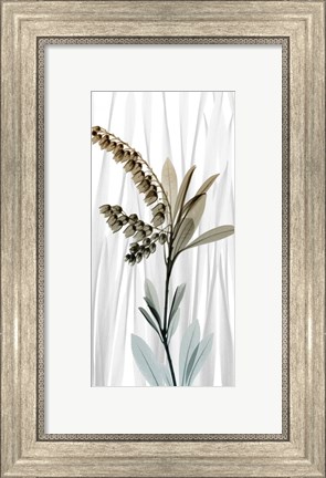 Framed Suave Snowdrops 1 Print