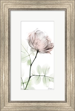 Framed Loving Rose 1 Print