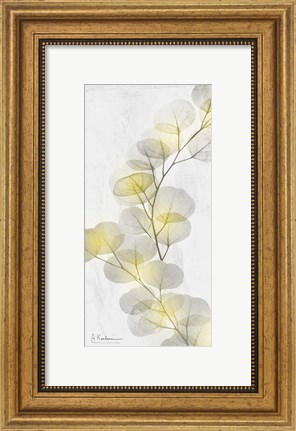 Framed Eucalyptus Sunshine 2 Print