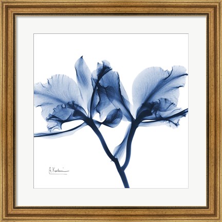 Framed Indigo Orchid Print