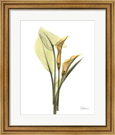 Framed Orange Flowers Calla Lily Print