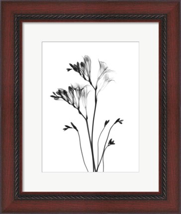 Framed Freesia Print