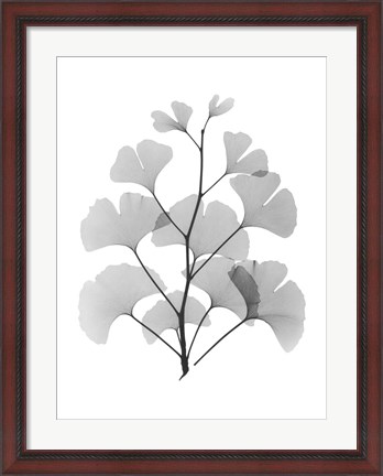 Framed Ginko Print