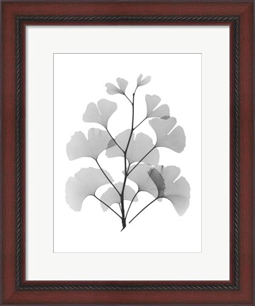 Framed Ginko Print