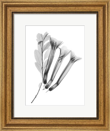 Framed Crane Flower Print