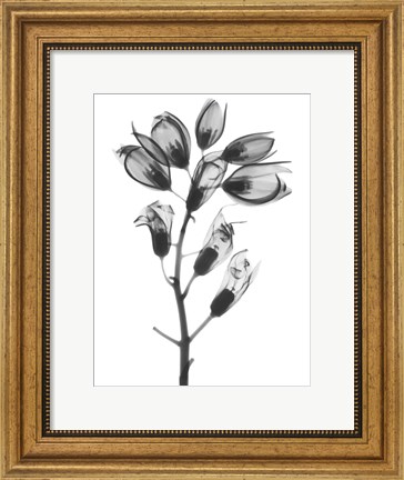 Framed Foxglove Print