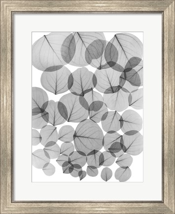 Framed Baybean Leaves Print