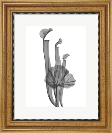 Framed Marching Floral Print