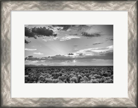 Framed American Sage Print