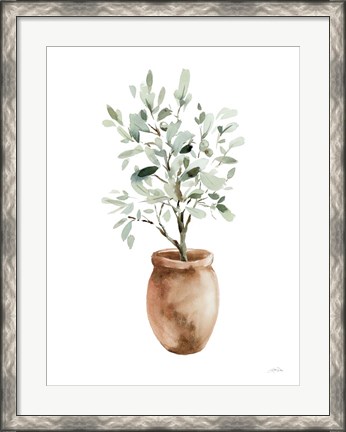 Framed Potted Olive Tree Print