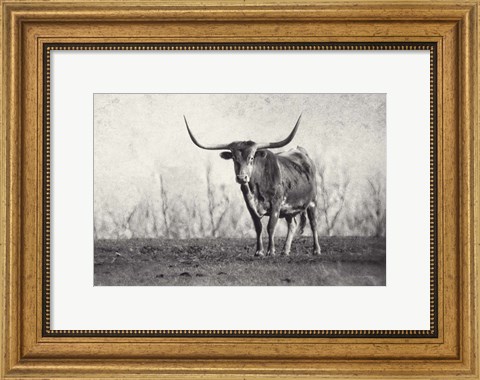 Framed Texas Longhorn Print