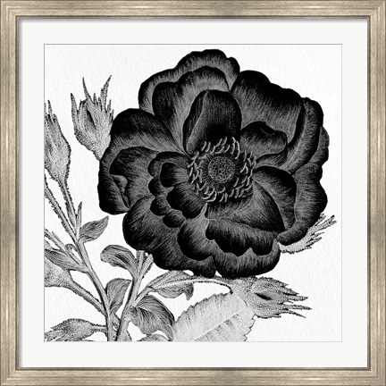 Framed Black and White Bloom 1 Print