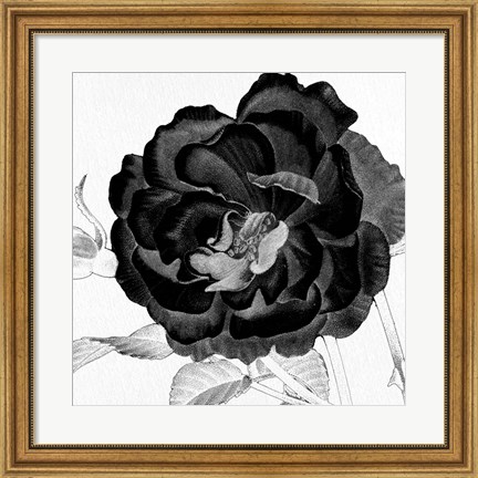 Framed Black and White Bloom 3 Print