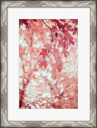 Framed Pink and Coral Maple Leaves Print